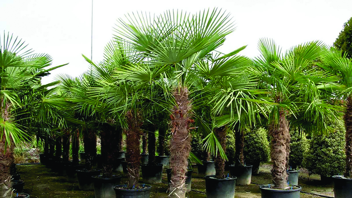 Palma Chamaerops Excelsa